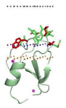 Mempro™ Cell-Based C1 Domain-Containing Protein Production